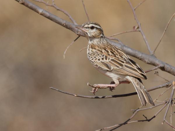 <h3><a href="/trips/safari/biota/animalia/chordata/aves/040 passeriformes/119 motacillidae/anthus cinnamomeus/anthus cinnamomeus-en.html">Anthus&nbsp;cinnamomeus</a> / African&nbsp;pipit / Kaneelpieper</h3>OM-1 Mark II with OLYMPUS M.300mm F4.0, 1/2000 sec at F4.0, ISO 200, distance 8.47&nbsp;m